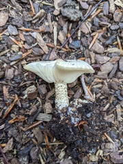 Melanoleuca verrucipes