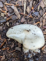 Melanoleuca verrucipes