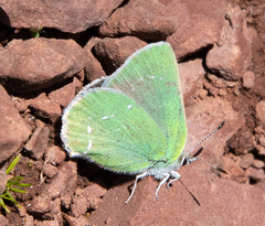 Callophrys