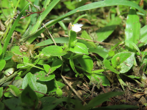 Image of Yamazakia pusilla by (c) chiuluan, some rights reserved (CC BY)