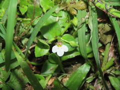 Yamazakia pusilla