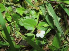 Yamazakia pusilla