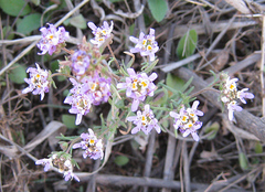 Melanospermum foliosum