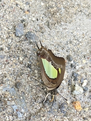 Polyura bharata