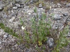 Mandevilla macrosiphon