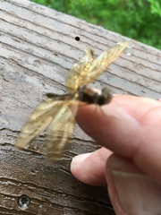 Perithemis tenera
