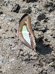 Polyura bharata
