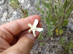 Mandevilla macrosiphon