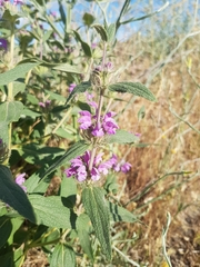 Phlomis herba-venti