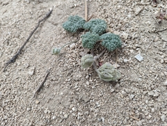 Oreonana vestita