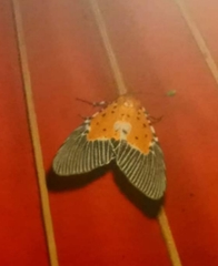 Peridrome orbicularis