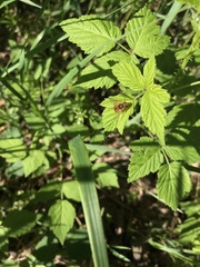 Parhelophilus obsoletus
