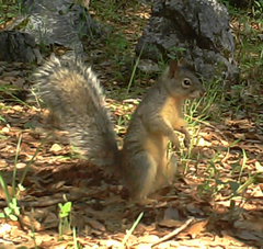 Sciurus oculatus