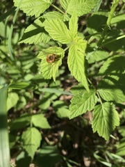 Parhelophilus obsoletus