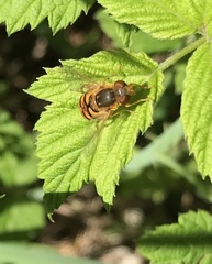 Parhelophilus obsoletus