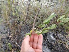 Mandevilla macrosiphon