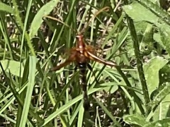 Strangalia virilis