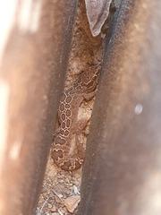 Pachydactylus oculatus