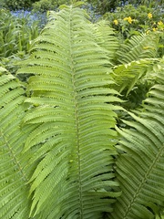 Matteuccia struthiopteris