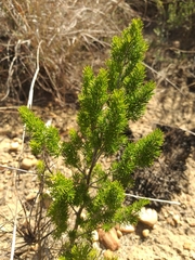 Asparagus mucronatus