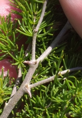 Asparagus mucronatus