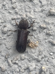 Apatides fortis