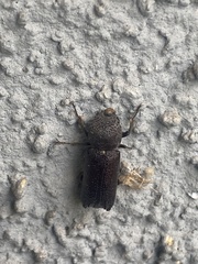 Apatides fortis