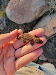 Pachydactylus oculatus