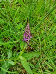 Dactylorhiza purpurella