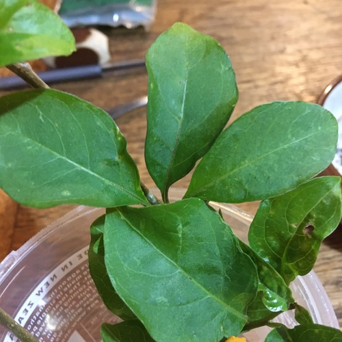 Image of Cestrum aurantiacum by no rights reserved