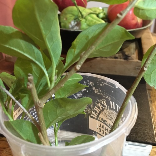 Image of Cestrum aurantiacum by no rights reserved