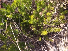 Asparagus mucronatus