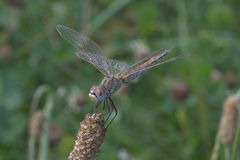 Sympetrum fonscolombii