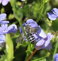 Andrena chrysopyga