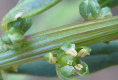 Angiospermae