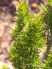 Asparagus mucronatus