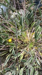 Anthyllis vulneraria