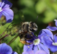 Andrena chrysopyga