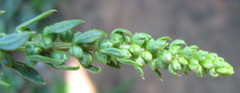 Angiospermae