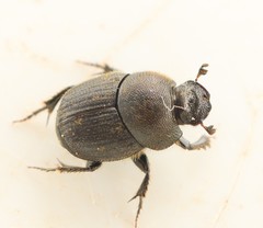 Onthophagus joannae