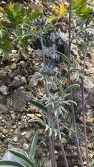 Anthyllis vulneraria