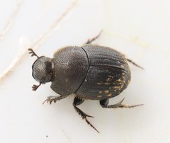 Onthophagus joannae
