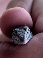 Aspidoscelis
