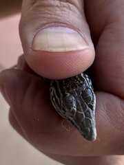 Aspidoscelis