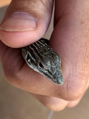 Aspidoscelis