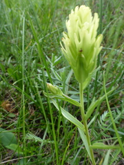 Castilleja lutescens