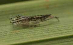 Cicadula