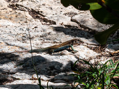 Aspidoscelis angusticeps