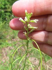 Borodinia missouriensis