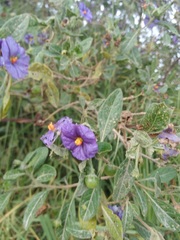 Lycianthes lycioides